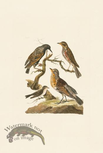 Pennant Zoology 079